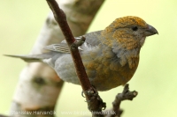 Smrečiar krivonosí - Pinicola enucleator - Pine Grosbeak