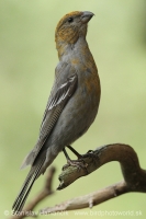 Smrečiar krivonosí - Pinicola enucleator - Pine Grosbeak