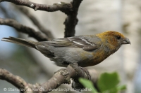 Smrečiar krivonosí - Pinicola enucleator - Pine Grosbeak