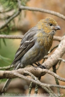 Smrečiar krivonosí - Pinicola enucleator - Pine Grosbeak