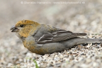 Smrečiar krivonosí - Pinicola enucleator - Pine Grosbeak