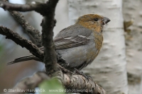 Smrečiar krivonosí - Pinicola enucleator - Pine Grosbeak