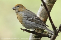 Smrečiar krivonosí - Pinicola enucleator - Pine Grosbeak