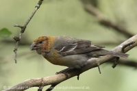 Smrečiar krivonosí - Pinicola enucleator - Pine Grosbeak