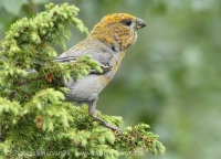 Smrečiar krivonosí - Pinicola enucleator - Pine Grosbeak