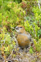 Smrečiar krivonosí - Pinicola enucleator - Pine Grosbeak
