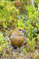 Smrečiar krivonosí - Pinicola enucleator - Pine Grosbeak