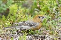 Smrečiar krivonosí - Pinicola enucleator - Pine Grosbeak