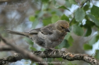 Smrečiar krivonosí - Pinicola enucleator - Pine Grosbeak