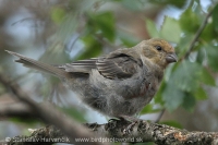 Smrečiar krivonosí - Pinicola enucleator - Pine Grosbeak