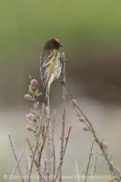 Kanárik vrchovský - Serinus pusillus - Red-fronted Serin