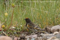 Kanárik vrchovský - Serinus pusillus - Red-fronted Serin