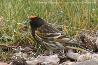 Kanárik vrchovský - Serinus pusillus - Red-fronted Serin
