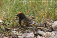 Kanárik vrchovský - Serinus pusillus - Red-fronted Serin