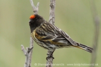 Kanárik vrchovský - Serinus pusillus - Red-fronted Serin