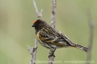 Kanárik vrchovský - Serinus pusillus - Red-fronted Serin