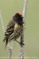 Kanárik vrchovský - Serinus pusillus - Red-fronted Serin