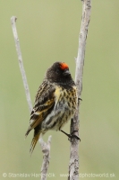 Kanárik vrchovský - Serinus pusillus - Red-fronted Serin