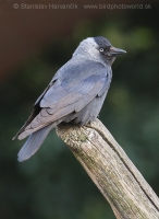 Kavka tmavá - Coloeus monedula - Jackdaw