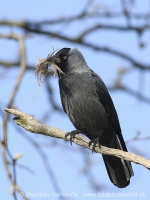 Kavka tmavá - Coloeus monedula - Jackdaw