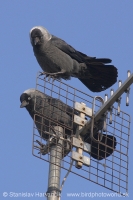 Kavka tmavá - Coloeus monedula - Jackdaw