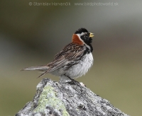 Ostrohárka severská - Calcarius lapponicus - Lapland Bunting