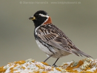 Ostrohárka severská - Calcarius lapponicus - Lapland Bunting