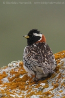 Ostrohárka severská - Calcarius lapponicus - Lapland Bunting