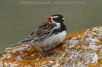 Ostrohárka severská - Calcarius lapponicus - Lapland Bunting
