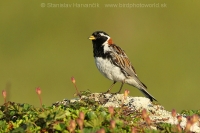 Ostrohárka severská - Calcarius lapponicus - Lapland Bunting