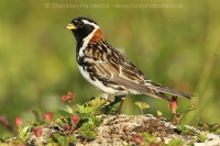 Ostrohárka severská - Calcarius lapponicus - Lapland Bunting