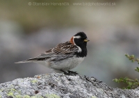 Ostrohárka severská - Calcarius lapponicus - Lapland Bunting