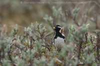 Ostrohárka severská - Calcarius lapponicus - Lapland Bunting