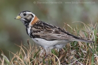 Ostrohárka severská - Calcarius lapponicus - Lapland Bunting