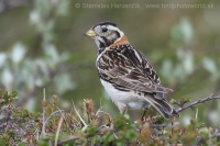 Ostrohárka severská - Calcarius lapponicus - Lapland Bunting