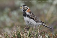 Ostrohárka severská - Calcarius lapponicus - Lapland Bunting