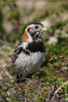 Ostrohárka severská - Calcarius lapponicus - Lapland Bunting