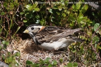 Ostrohárka severská - Calcarius lapponicus - Lapland Bunting
