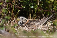 Ostrohárka severská - Calcarius lapponicus - Lapland Bunting