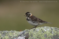 Ostrohárka severská - Calcarius lapponicus - Lapland Bunting