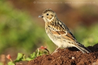 Ostrohárka severská - Calcarius lapponicus - Lapland Bunting