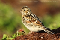 Ostrohárka severská - Calcarius lapponicus - Lapland Bunting
