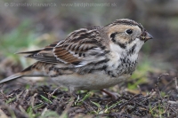 Ostrohárka severská - Calcarius lapponicus - Lapland Bunting
