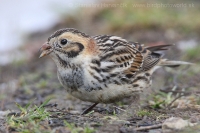 Ostrohárka severská - Calcarius lapponicus - Lapland Bunting