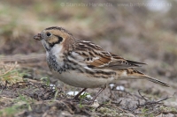 Ostrohárka severská - Calcarius lapponicus - Lapland Bunting