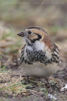 Ostrohárka severská - Calcarius lapponicus - Lapland Bunting