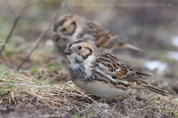Ostrohárka severská - Calcarius lapponicus - Lapland Bunting