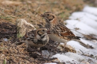 Ostrohárka severská - Calcarius lapponicus - Lapland Bunting