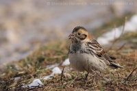 Ostrohárka severská - Calcarius lapponicus - Lapland Bunting