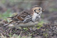 Ostrohárka severská - Calcarius lapponicus - Lapland Bunting